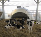Scottish dairy farmers needed for Mycoplasma bovis study