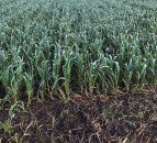 3-crop rule lifted in Northern Ireland for 2020