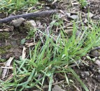 Mildew control: Tern makes a return