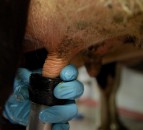 Video: Top tips when carrying out one of the most important jobs on a dairy farm
