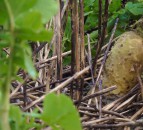 Cover crops in the rotation will yield hidden benefits