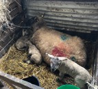 Are your newborn lambs getting enough colostrum?