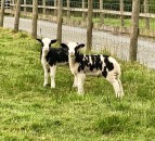 Dog attacks leave Anglesey farm ‘hanging in the balance’
