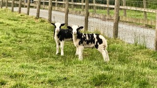 Dog attacks leave Anglesey farm ‘hanging in the balance’