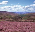 Land managers asked to stop muirburn during Covid-19 pandemic