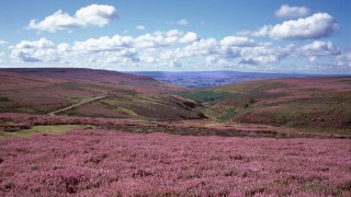 Land managers asked to stop muirburn during Covid-19 pandemic
