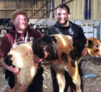 Calf weighing over 90kg born on dairy farm in Scotland