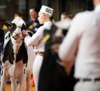 UK Dairy Expo goes ahead despite Covid-19 concerns