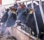 Advice to dairy farmers in the midst of Covid-19…keep your distance