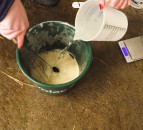 Video: How to mix milk replacer and the correct rate to feed