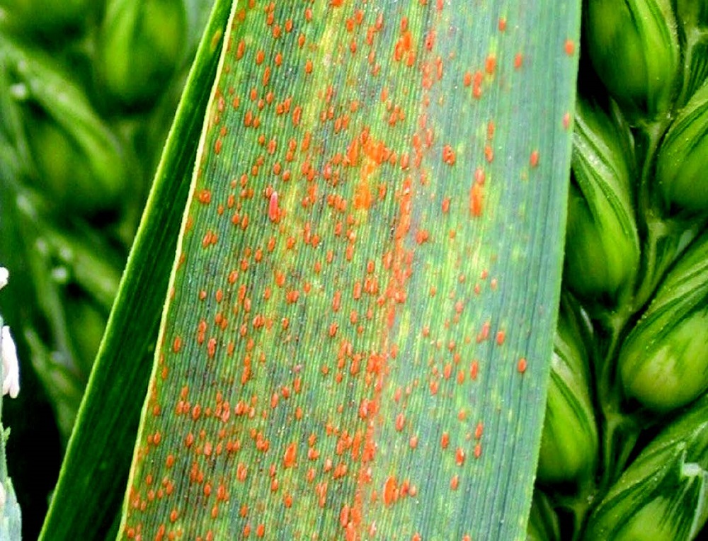 Image source AHDB