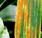 New pathotypes add further complexity to wheat rust population