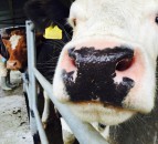 TB testing suspended in Northern Ireland