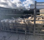 Covid-19 affecting sheep prices massively in New Zealand
