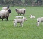 New model shows blowfly strike could cost farmers £209/lamb
