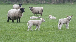 What parasites are young lambs susceptible of picking up this time of the year?