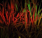 Major gene breakthrough 'game-changer' in herbicide resistance