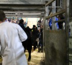 Date set for ‘gradual reopening’ of NI marts