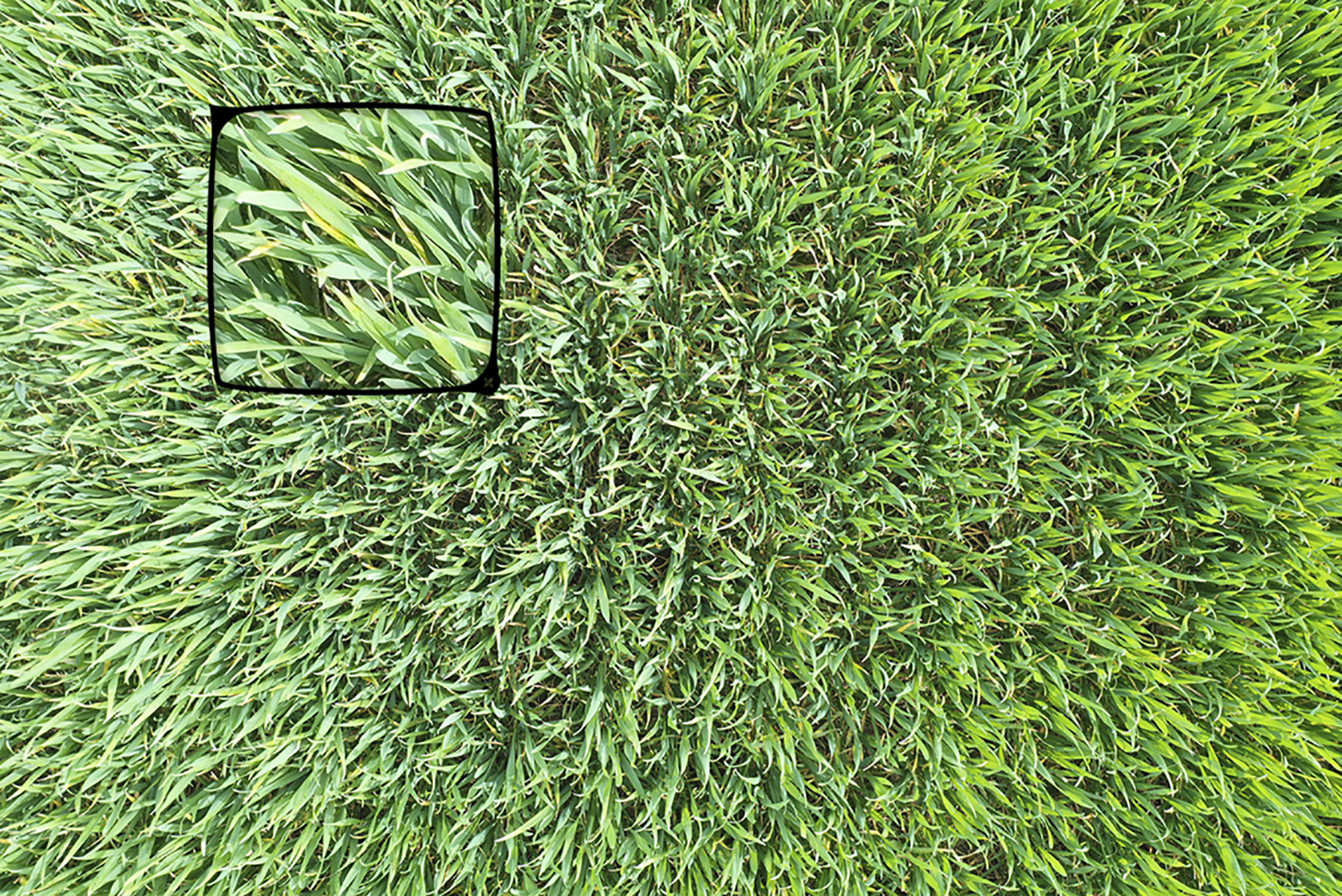 Image-Source-Drone-Ag-Winter-wheat-health-@300