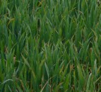 Grain price: Wheat falls, corn supplies ample