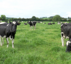 How to boost your herd’s fertility this breeding season