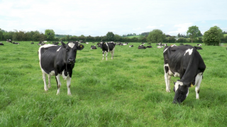 How to boost your herd’s fertility this breeding season
