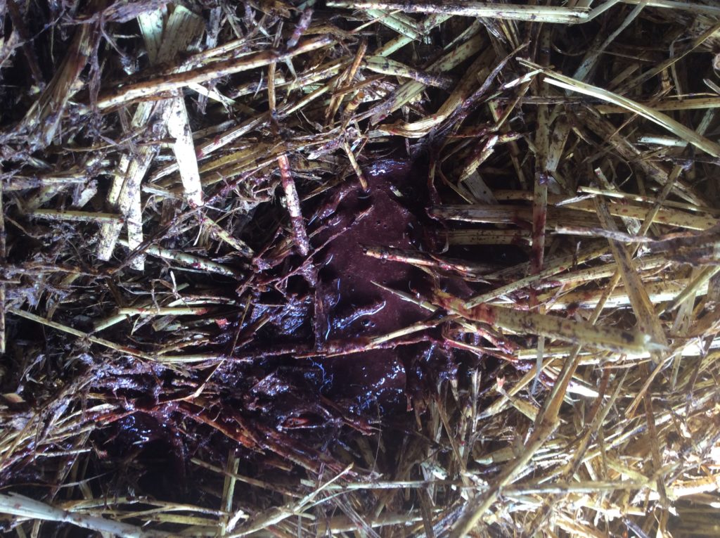 Image-source-Bayer-Animal-Health-Blood-tinged-scour