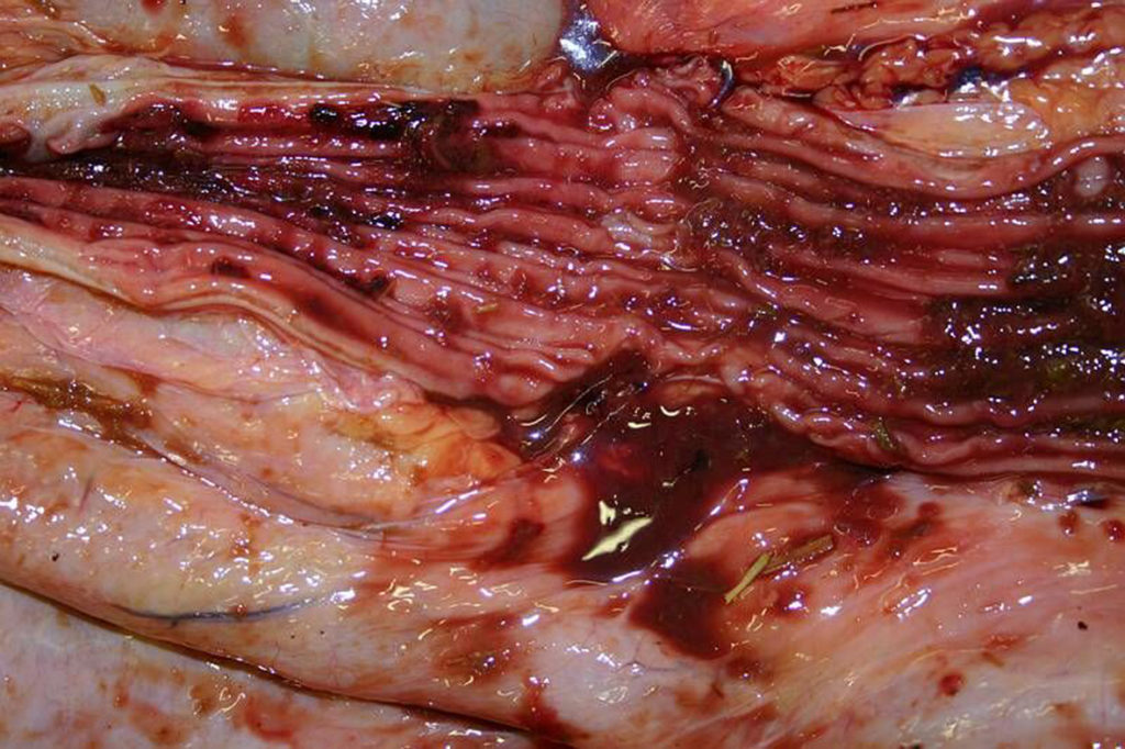 Image-source-Bayer-Animal-Health-Damage-to-Gut-lining
