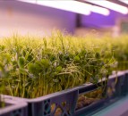 LettUs Grow to accelerate construction of new vertical farms