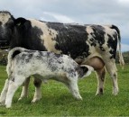 The benefits of good planning now for next year’s calves