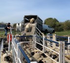 Sheep cross Strangford Lough on barge, continuing 200-year-old island farming tradition