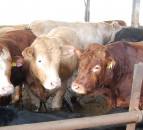 US ‘dangerously close’ to meat shortages as plants close