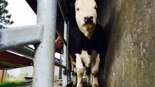 Stock judging competition highlights gains to using genomics for breeding decisions