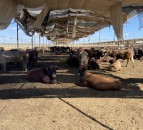 Milking hundreds of cows and finishing 2,000 Brazilian-origin bulls in Egypt