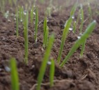 9 new varieties added to the Recommended Grass and Clover Lists