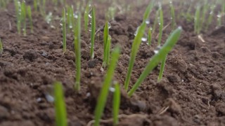 Grain price: Driest start to spring in western Europe