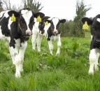 Be vigilant for coccidiosis in calves around weaning