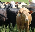 Report claims cattle in US recieve 8-9 times more antibiotics than in UK