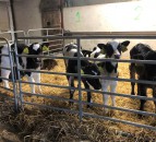 Poots announces change to NI calf TB testing requirements
