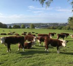 Calving interval data for beef dams in Wales for 2019 released