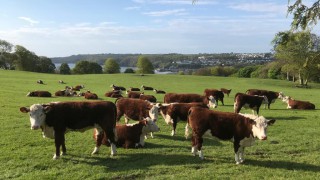 Calving interval data for beef dams in Wales for 2019 released
