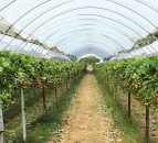 Researchers develop real-time software to tackle powdery mildew on strawberry crops