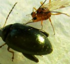 Parasitic wasp discovery offers chemical-free pest control for OSR