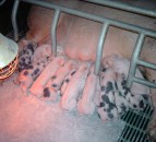 Pig farmers urged to consider potential for heat stress as temperatures rise