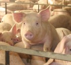 7 more cases of African swine fever reported in Germany