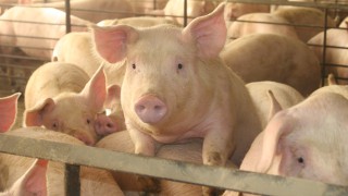 7 more cases of African swine fever reported in Germany