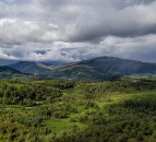 UK forestry investment market worth £121 million during 2019 – Savills report