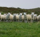 Aberdeenshire tup top of the flock in leading UK project