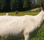 Goats 'as good as dogs' at following directions from humans