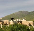 European sheep project asks farmers for their biggest bugbear